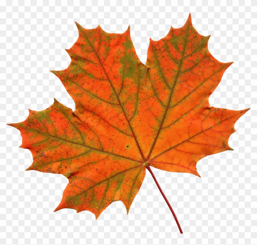 Old Maple Leaf Png Transparent Images Png Images - Maple Leaf Transparent Background #428664