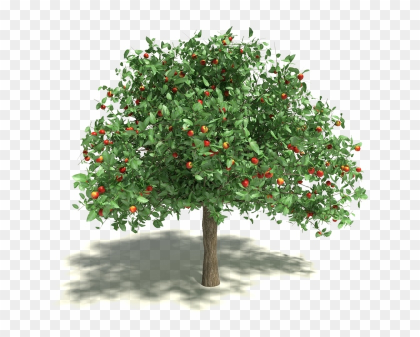 Apple Tree - Lies Women Believe #428665