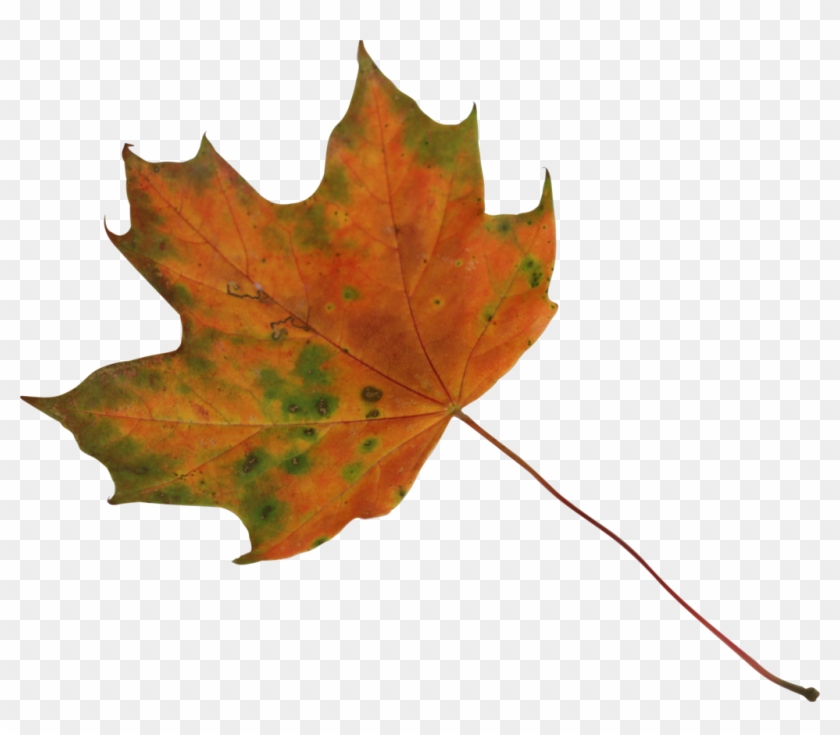 Maple Leaf 2 Orange And Green Precut Png By Nexu4 - Green And Orange Leaf #428667