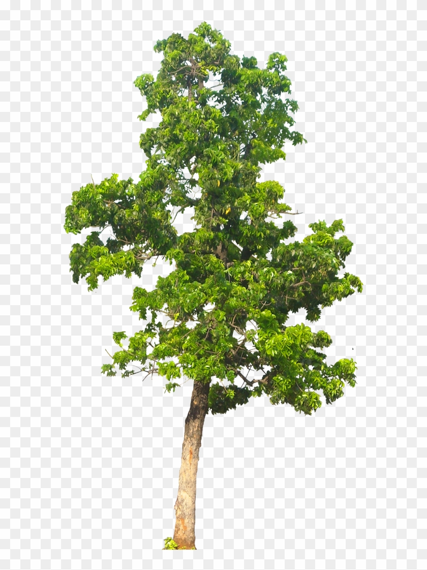 20 Free Tree Png Images - Apple Tree Png #428676