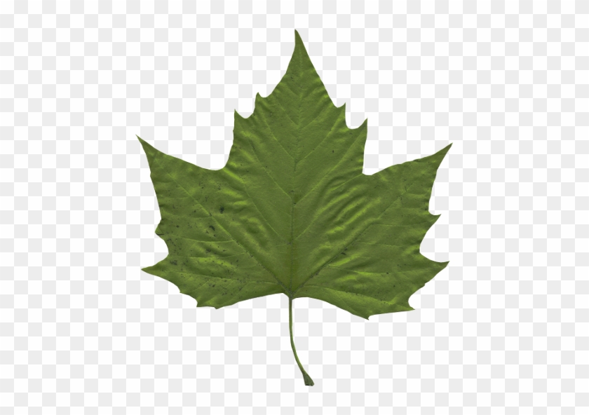 Leaf3 - Plant, Green #428692