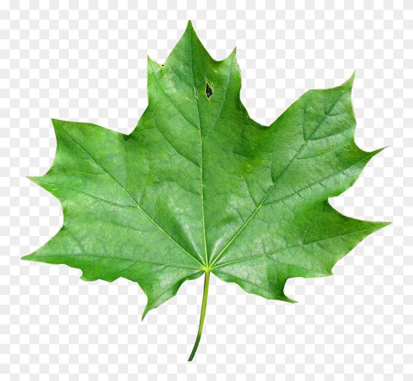 And Finally Also About How To Change The Image Pixel - Green Maple Leaf Transparent Background #428695