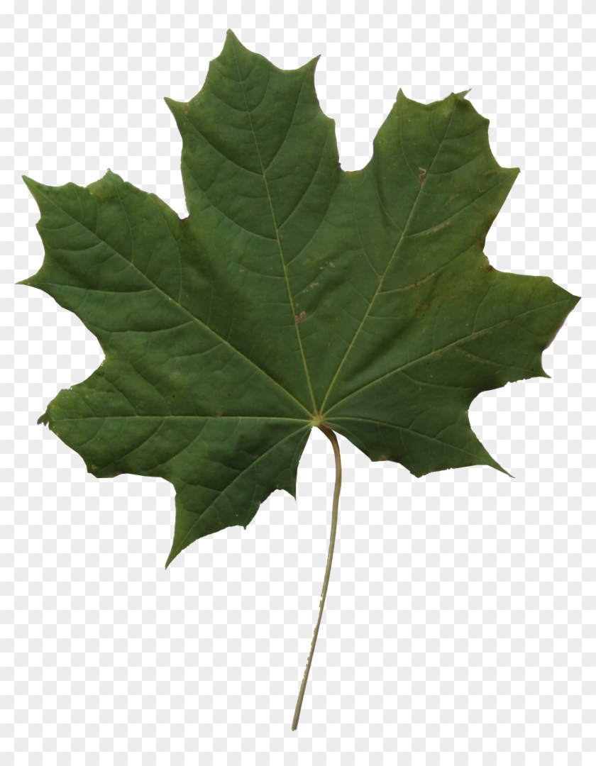 Maple Leaf Texture - Maple Leaf Png Texture #428713