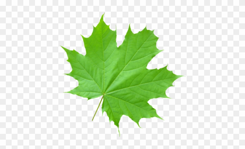 Составление Налоговой Декларации 3-ндфл - Maple Leaf Transparent Green #428718