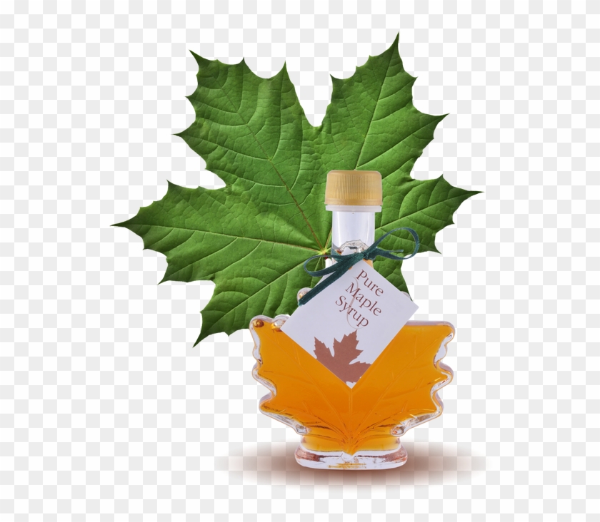 100% Pure Maple Syrup Maple Leaf Bottle - Bulk Maple Syrup For Sale #428727