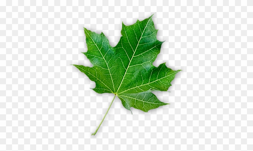 Maple-leaf - Maple Leaf #428728