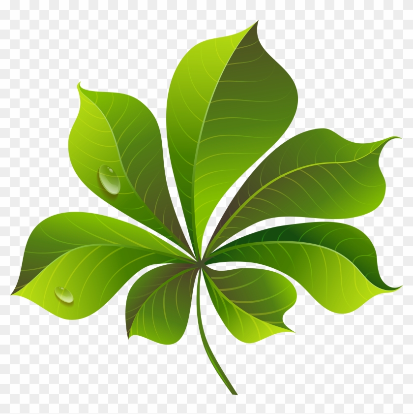 Fall Green Leaf Png Clipart Image - Leaf Clipart Png #428730
