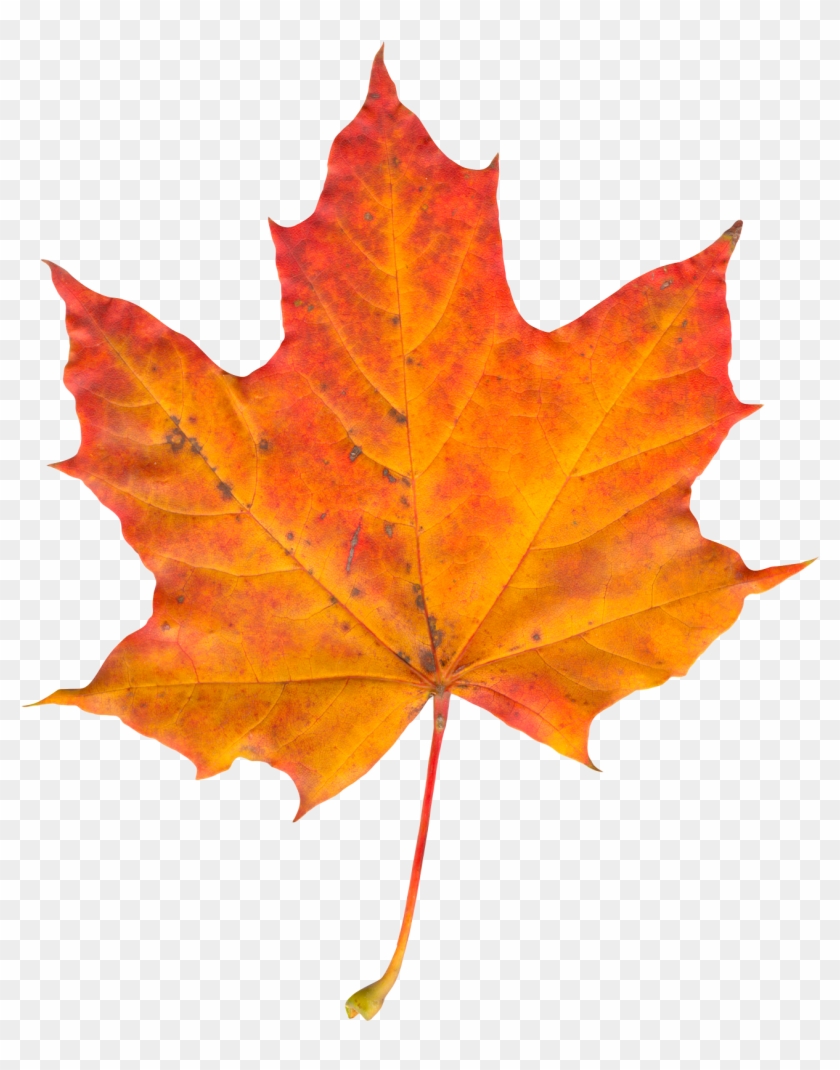 Leaf Png Photo - Sugar Maple Leaf In Fall #428736