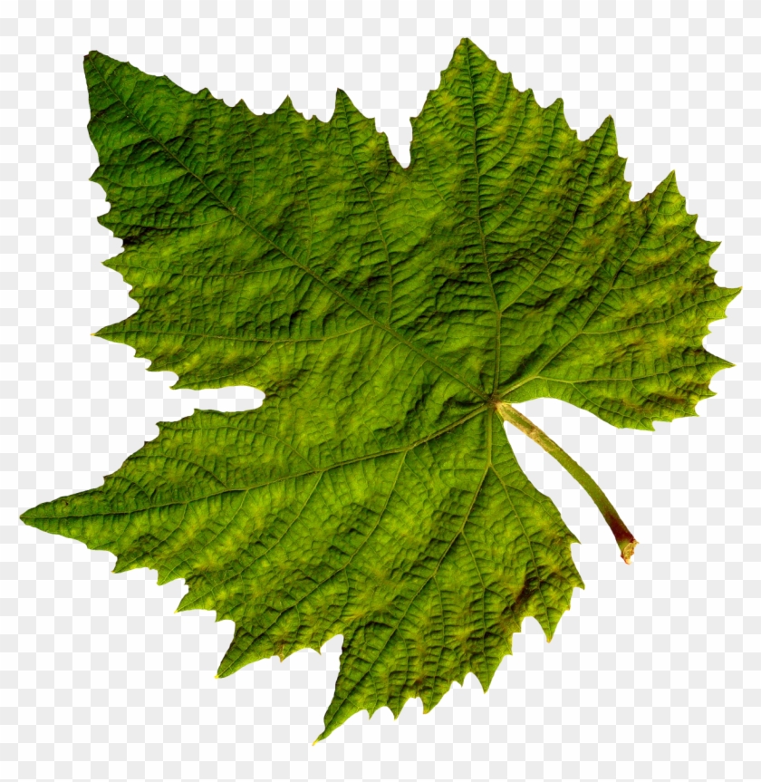 Best Free Green Leaves Icon - Grape Vine Leaf #428737