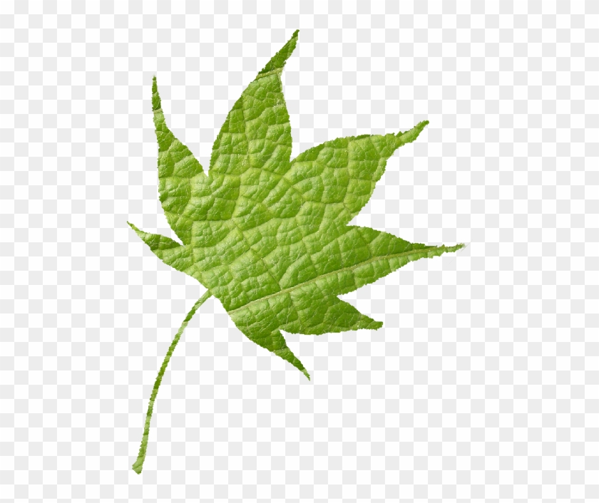 Welcome - Maple Leaf #428739