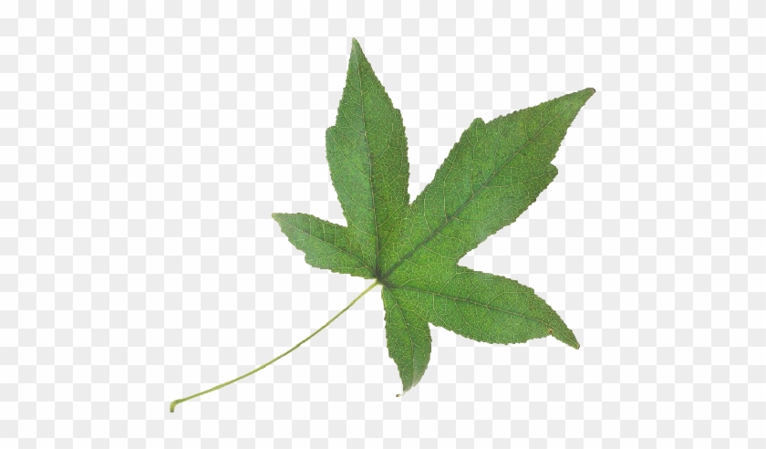 Green Leaf - Maple Leaf #428745