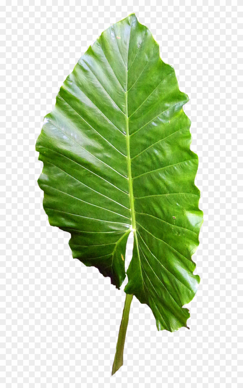 Leaf Green Leaves Green Leaf Png Image - Skin #428757