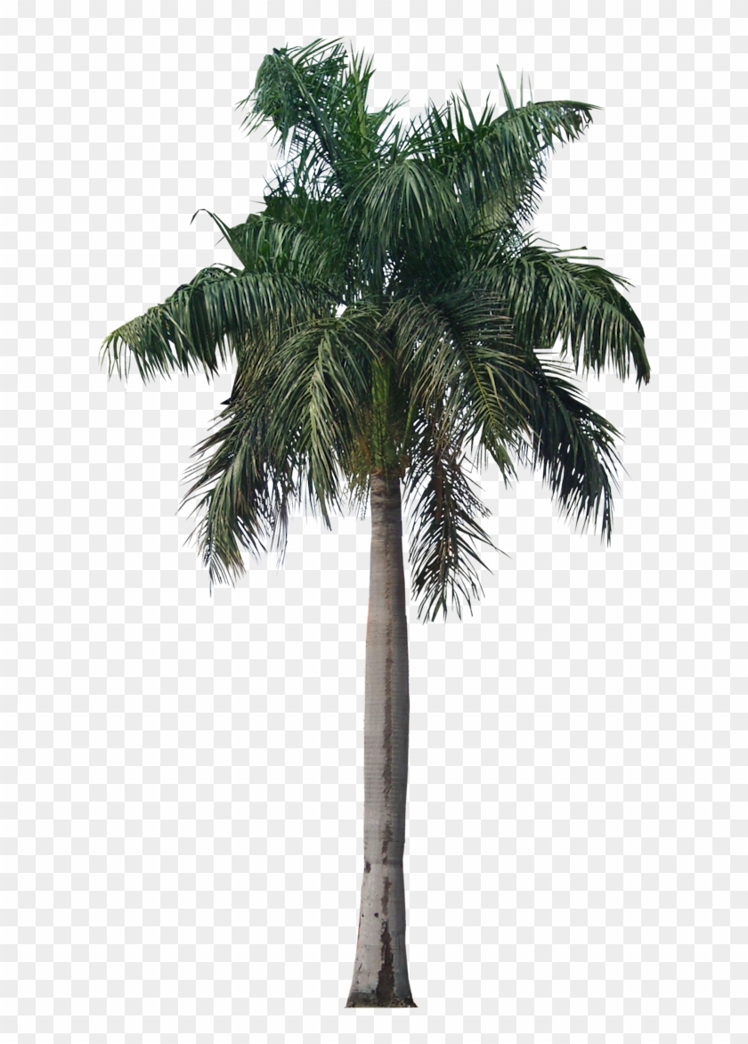 Palm Tree Png Photo Image - Royal Palm Tree Png #428752