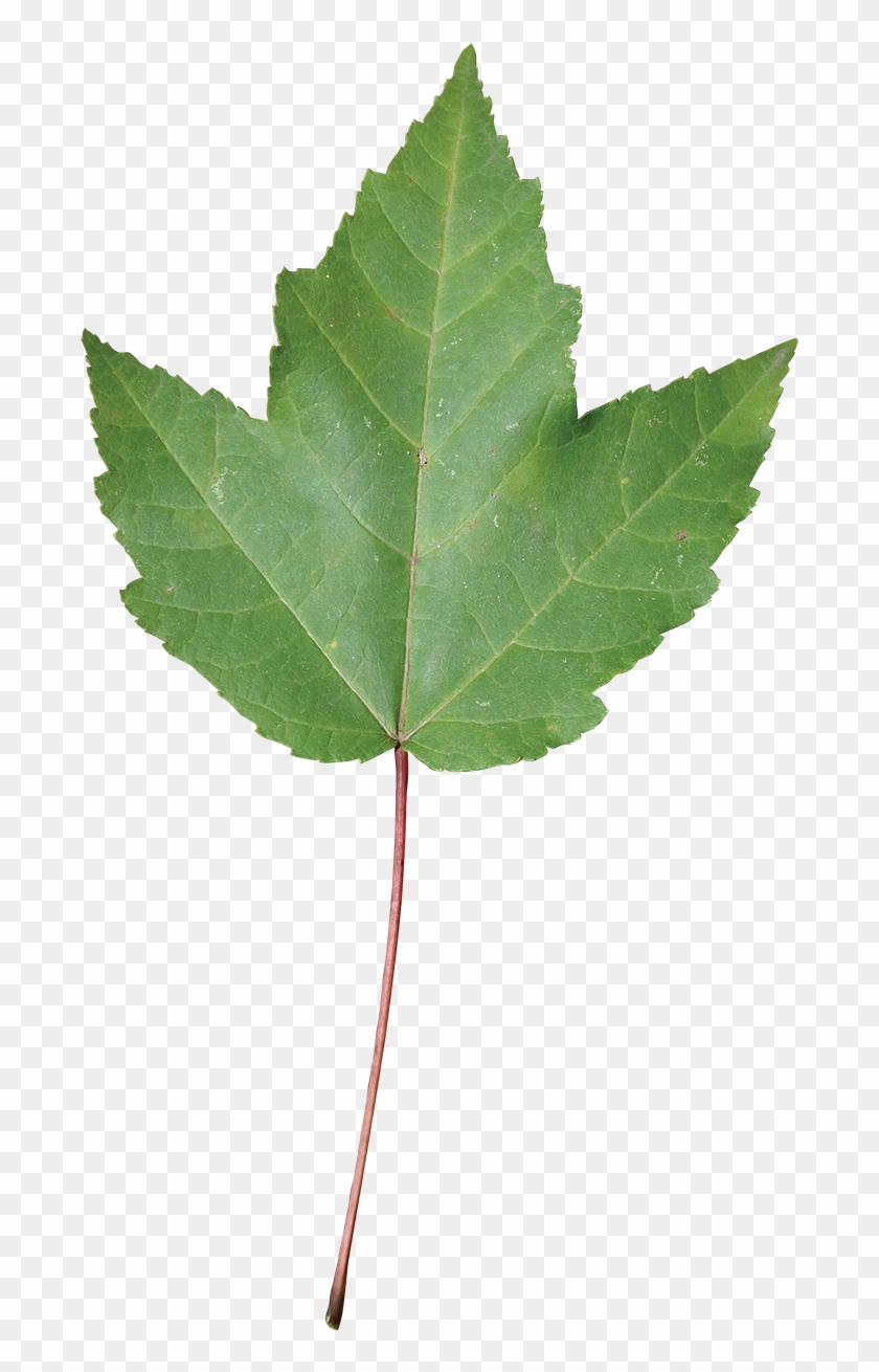 Swamp Red Maple Leaf #428772