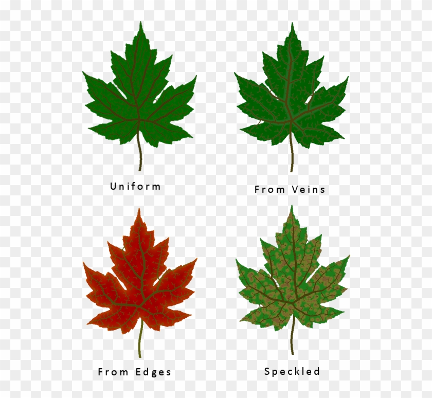 Different Leaf Texture Types - Maple Leaf #428776