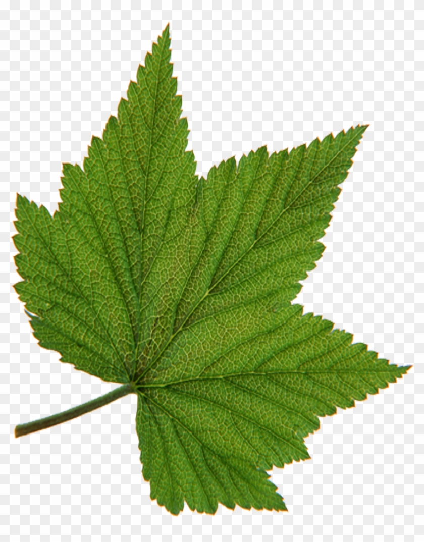 Калина форма листьев. Смородиновый лист. Листья деревьев. Листок смородины. Зеленый лист.