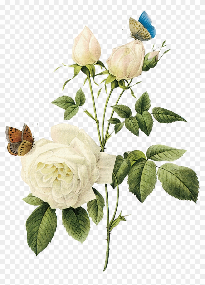 Rose Arranging Cut Flowers Encapsulated Postscript - White Rose Png #428789
