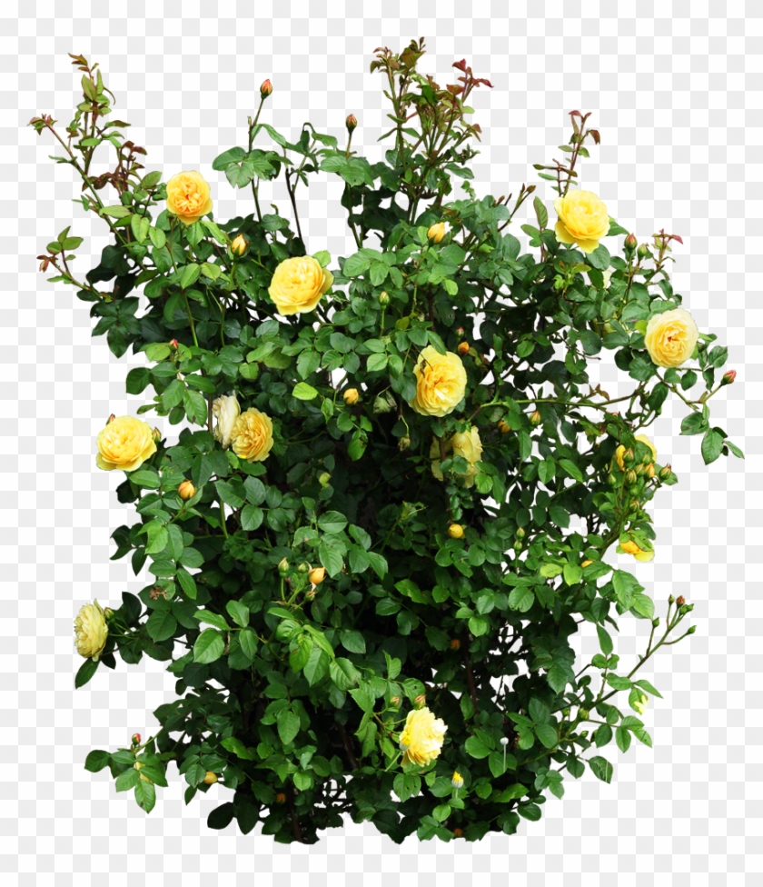 Plant Garden Roses Flower Shrub - Plant Garden Roses Flower Shrub #428959