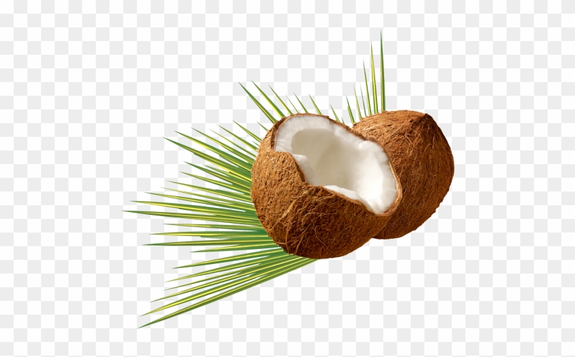 Beautiful Coconut Png Transparent Images - Coconut Oil #428910