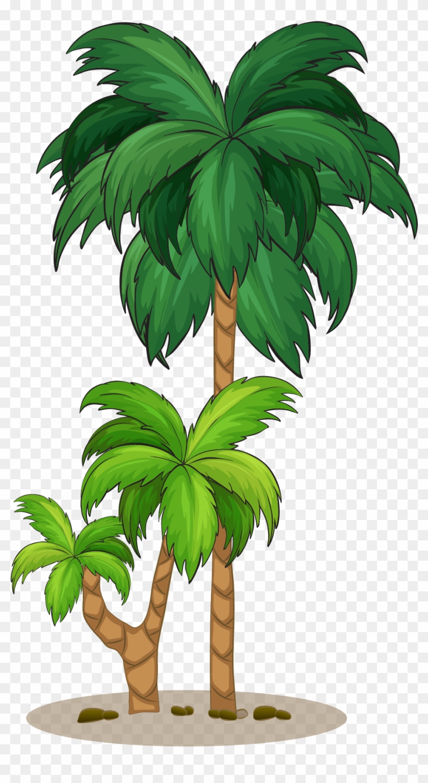 Coconut Arecaceae Tree Illustration - Coconut Arecaceae Tree Illustration #428982