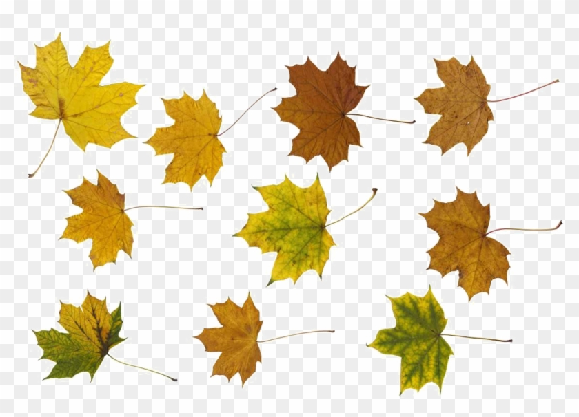 Maple Leaf Png Photos - Portable Network Graphics #428954