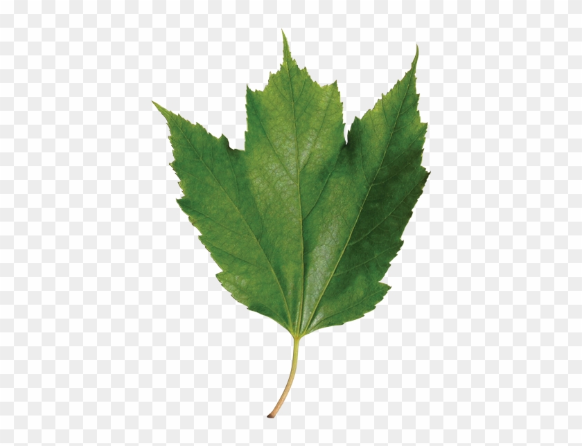 Identify A Leaf - Maple Leaf #428958
