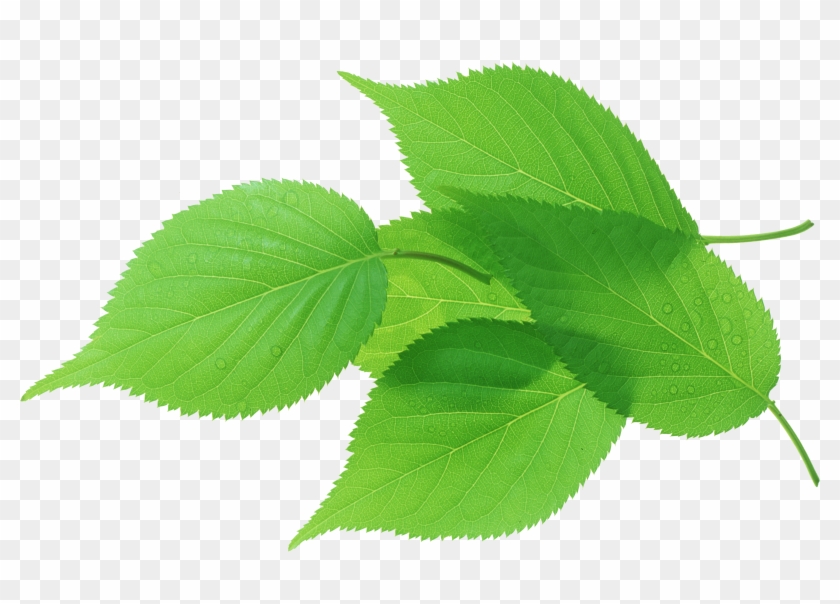 Leaf Green Transpiration Stock Photography - Leaf #428962