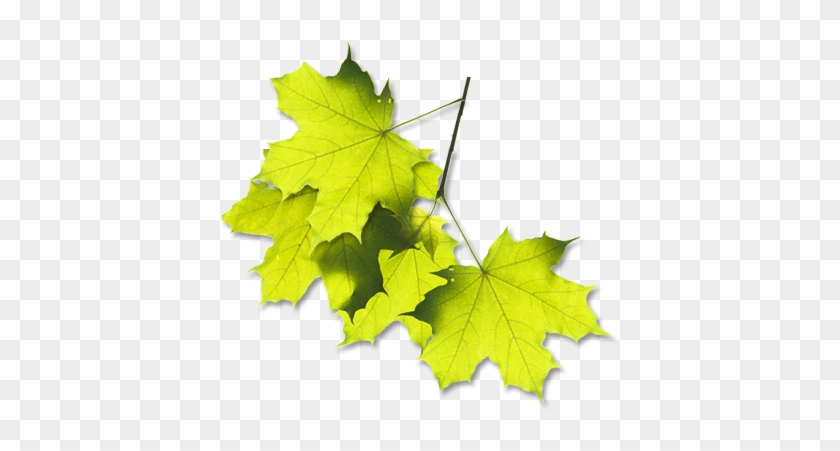 Chateau - Leaf #428984