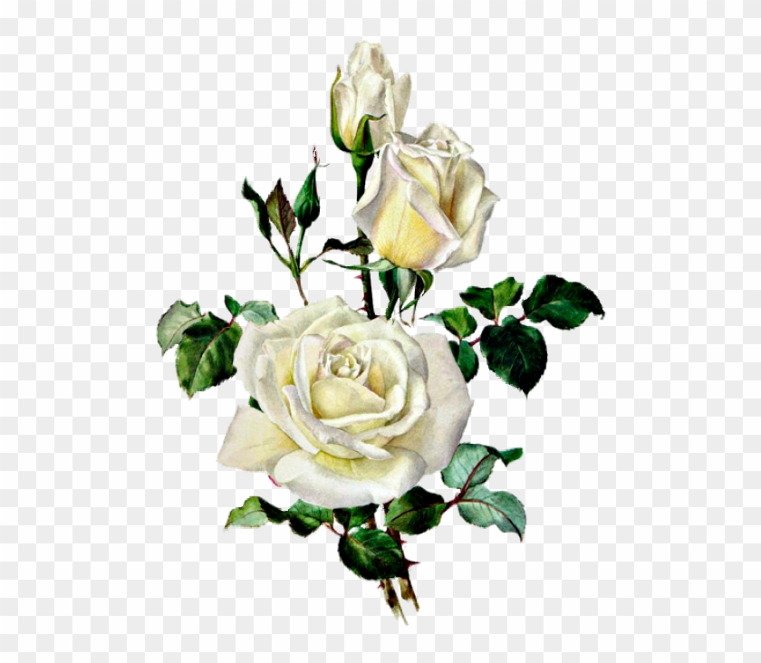 Розы - Rose Botanical Illustration Bouquet #428996