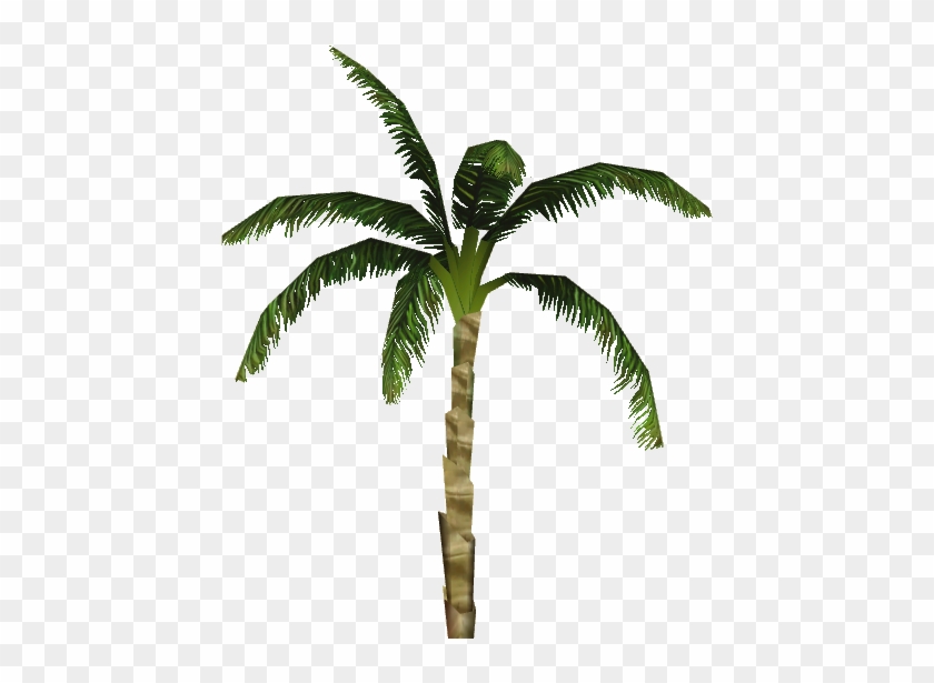 Dwarf Coconut Palm - Attalea Speciosa #429018