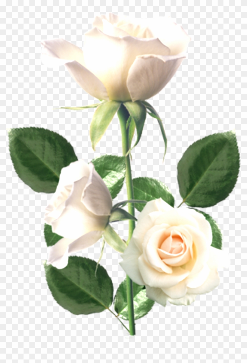 Flowers Flowers Creative Background Material,beautiful - Flowers Flowers Creative Background Material,beautiful #429149