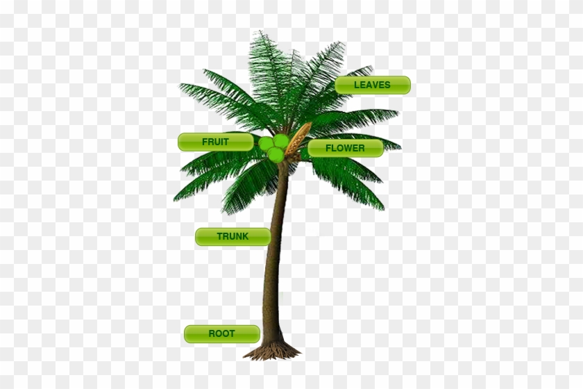 Click Each Label In The Coconut Tree To View The Details - Coconut Tree With Parts #429032