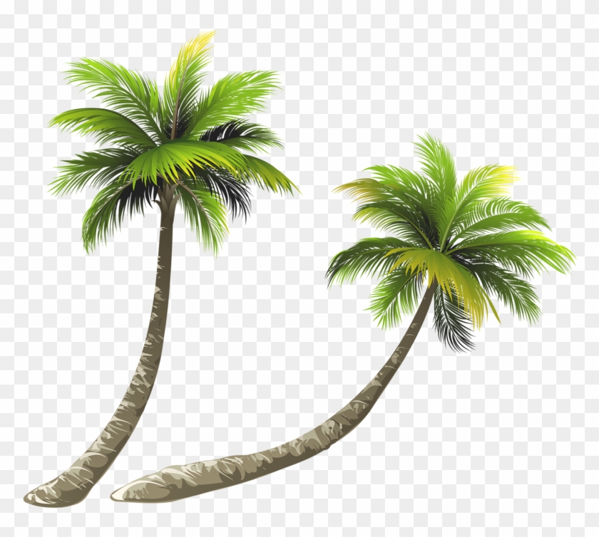 Arecaceae Coconut Royalty-free Illustration - Coconut Tree Clipart Png #429043