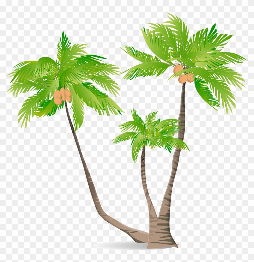 Arecaceae Green Coconut Illustration - Coconut Tree Cortoon Png #429051