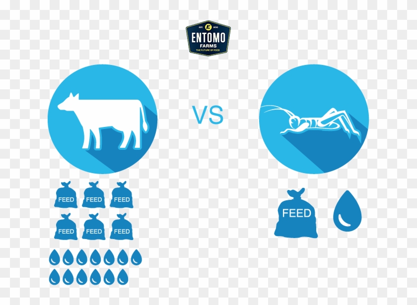 Cricket Food For Sustainability Infographic #429156