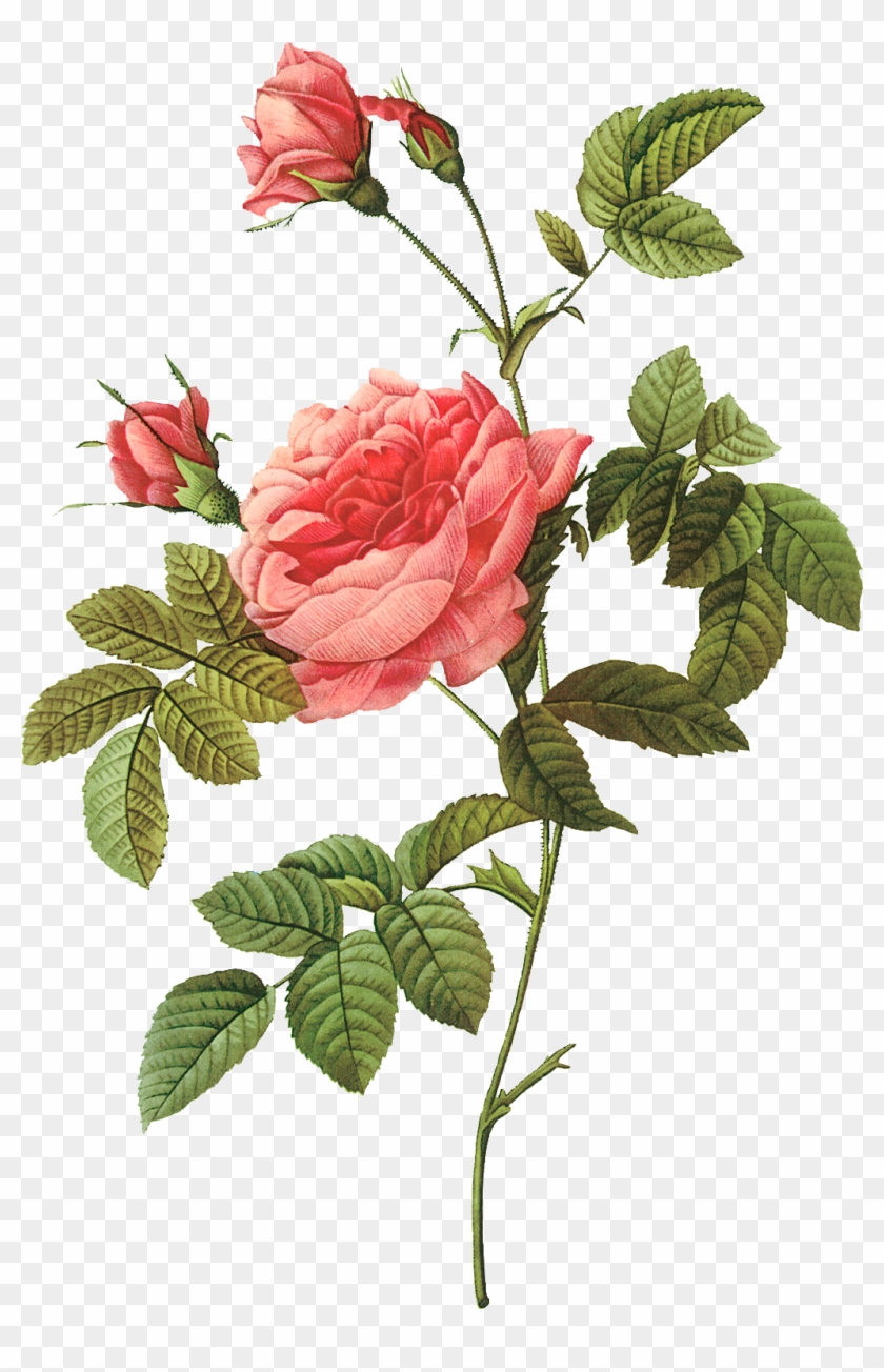 Pierre Joseph Redoutxe9 Rose Painter Printing Lithography - Pierre Joseph Redoute Flowers #429197