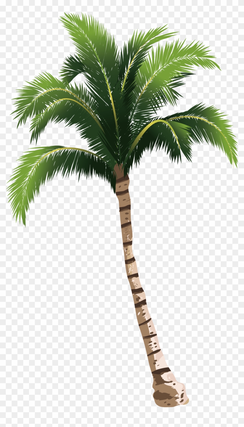 A Coconut Tree - Palmetto Vs Palm Tree #429220