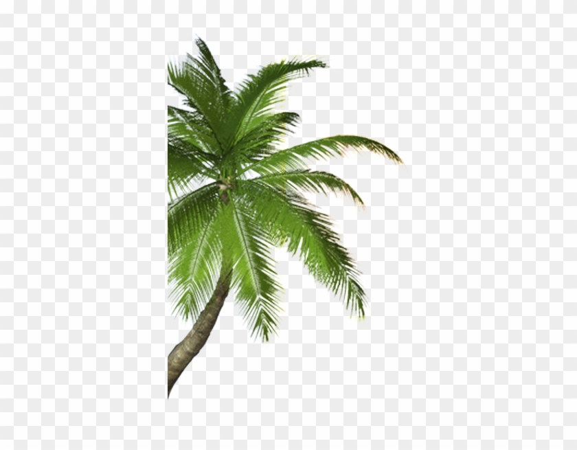 Real Coconut Tree Png #429239