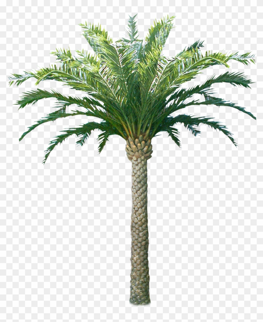Tutup Kaca - Coconut Tree Only Png #429277