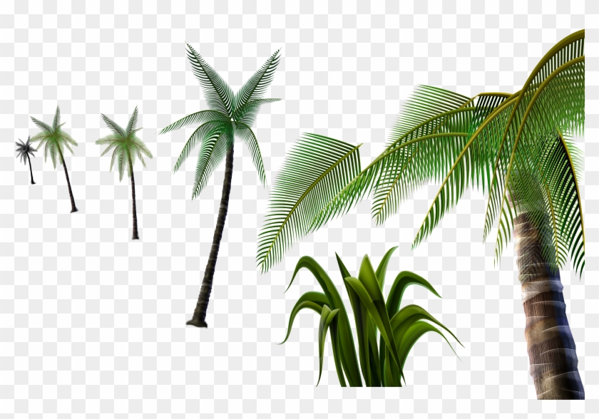 Coconut Tree Material 3d Pull-free - Coconut #429287
