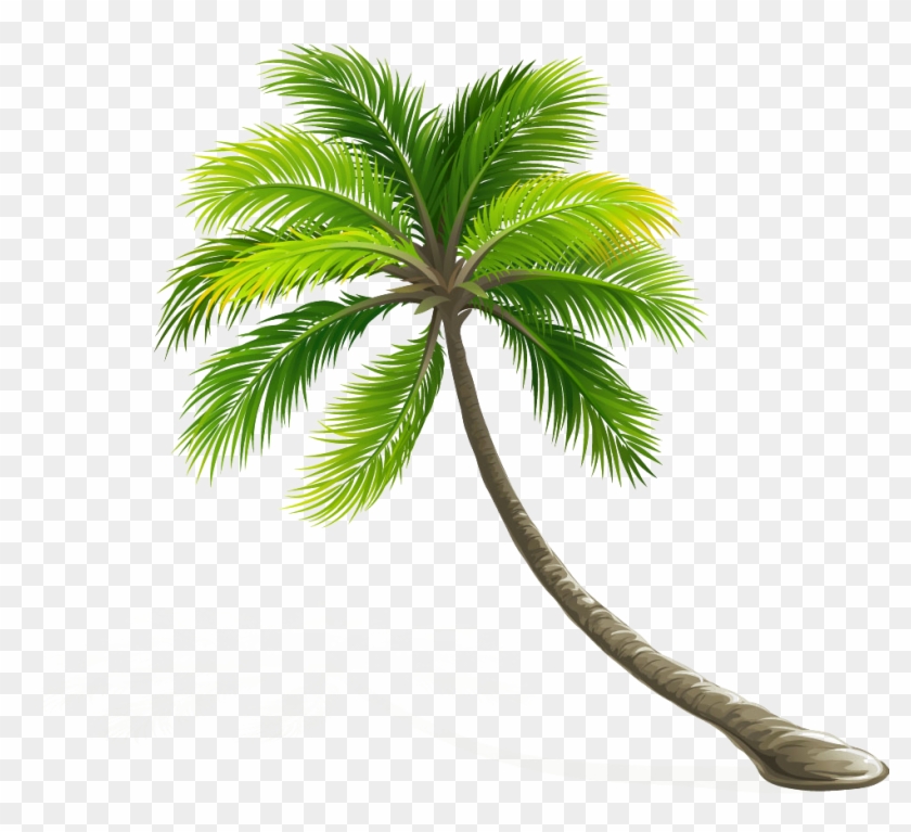 Coconut Arecaceae Leaf Tree - Palmtrees In White Background #429290