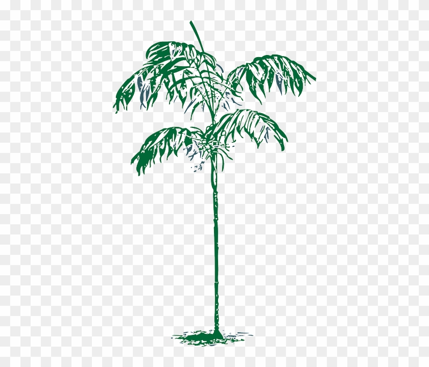 Outline, Palm, Tree, Plant, Coconut, Dates, Date - Palm Trees #429289