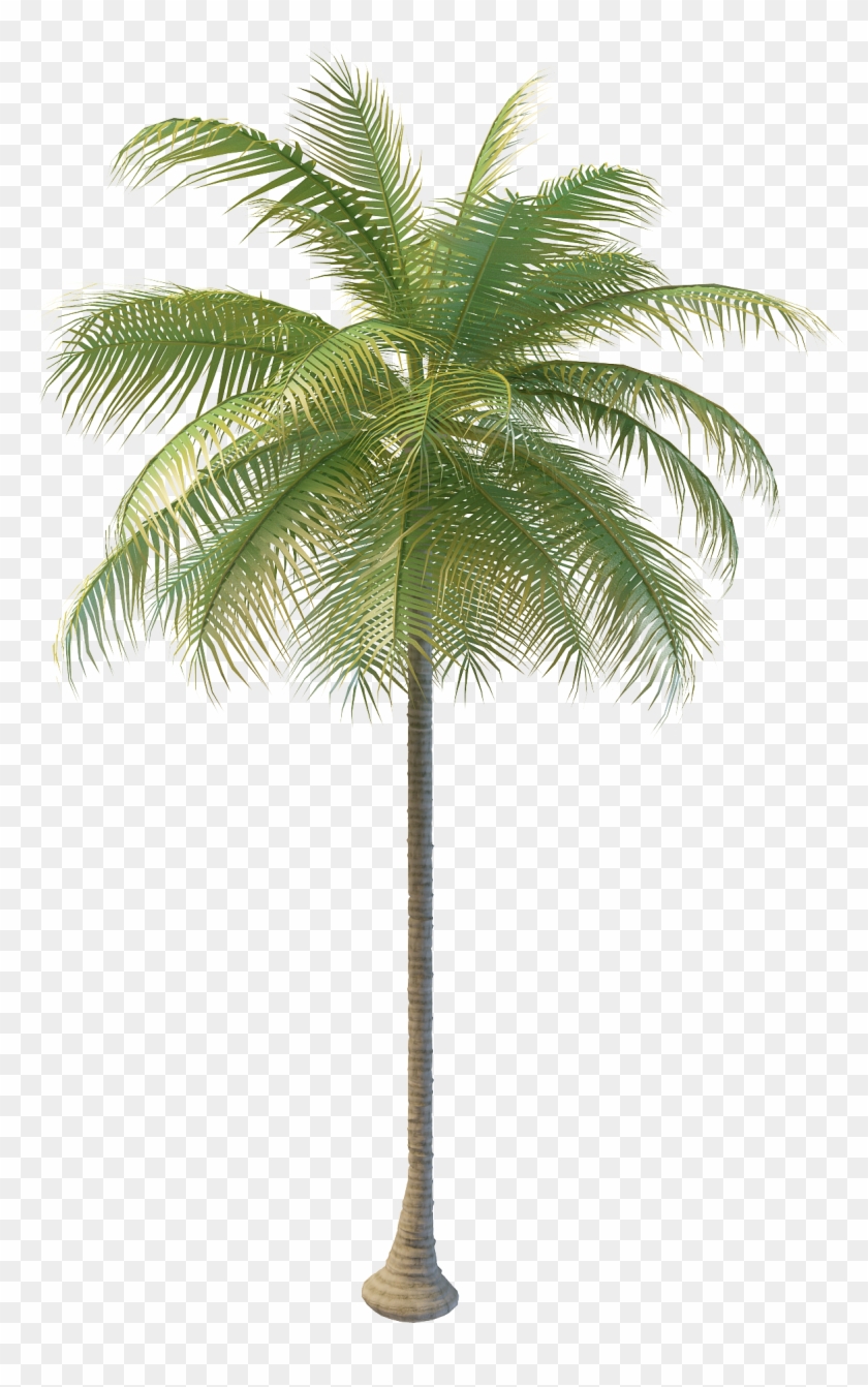 Arecaceae Coconut Water Tree Nata De Coco - Arecaceae Coconut Water Tree Nata De Coco #429296