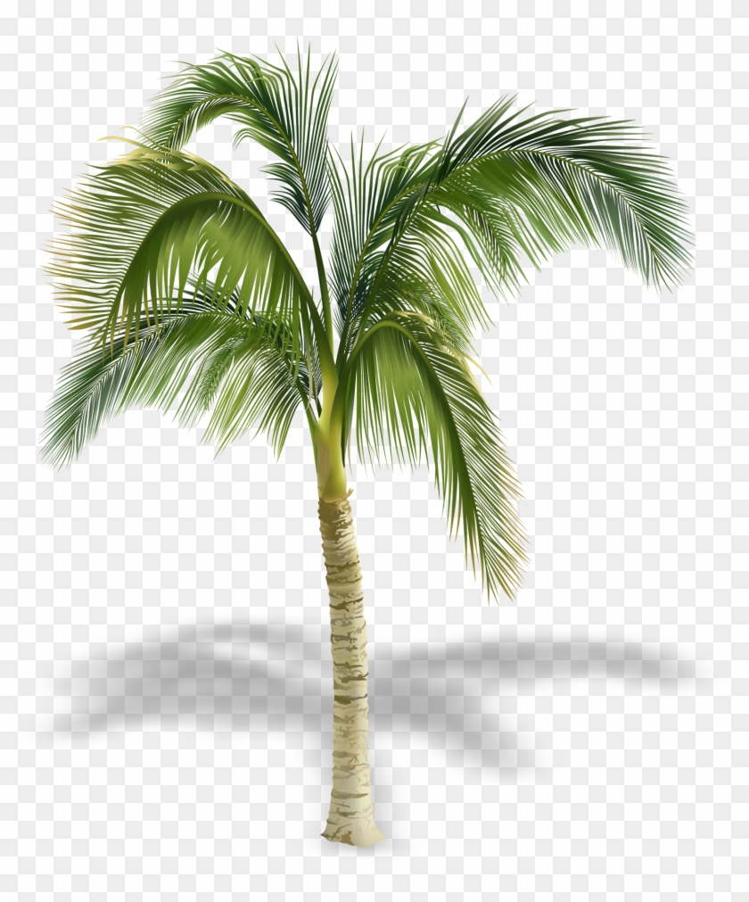 Arecaceae Stock Photography Tree Royalty-free - Palm Tree Royalty Free #429308