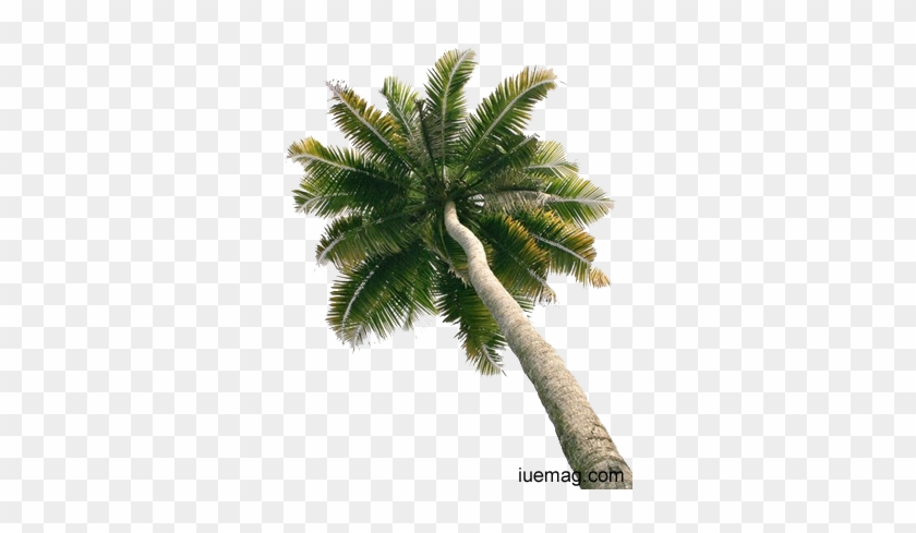Remember The Coconut Tree,refreshing - Single Coconut Tree With Coconut Png #429315
