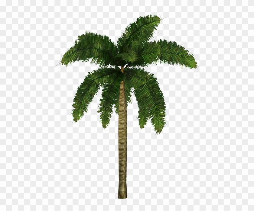 Coconut Palm - Zt2 Palm Tree #429329
