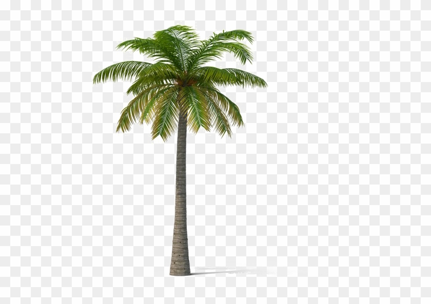 Coconut Tree Transparent - Palm Trees #429349