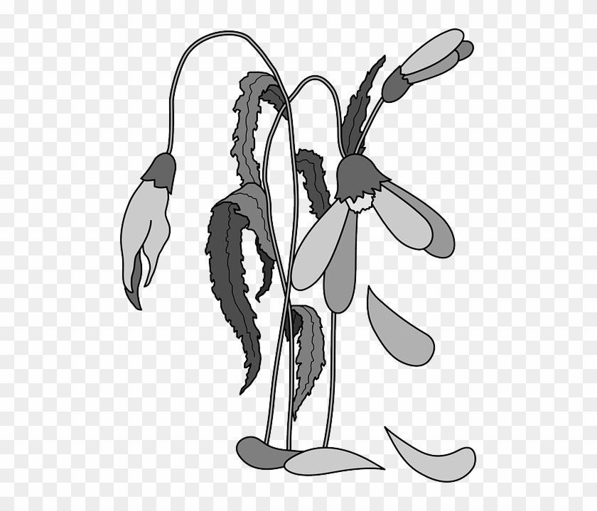 Dead, Flower, Flowers, Cartoon, Plant, Wilt, Wilted - Dead Plant Clip Art #429373