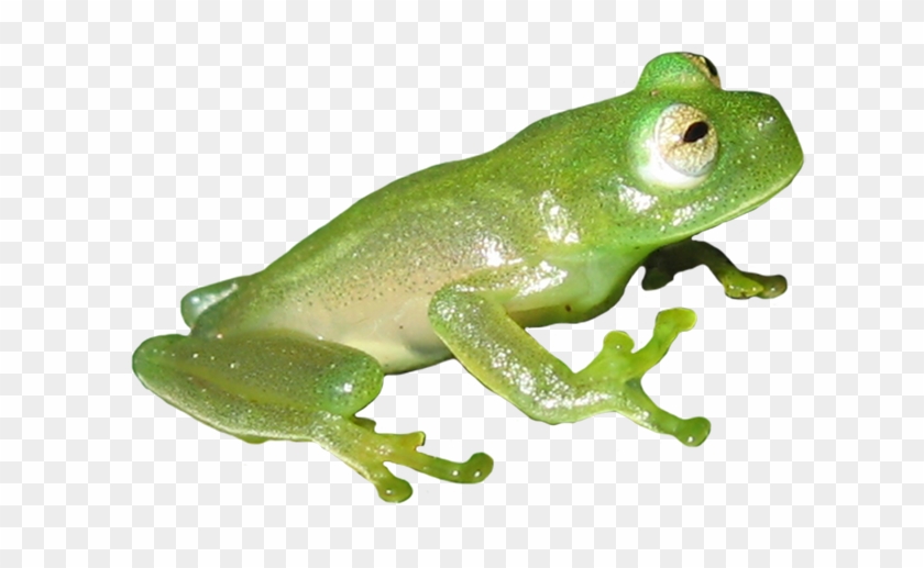 Picture Of Green Frog - Frog #429422