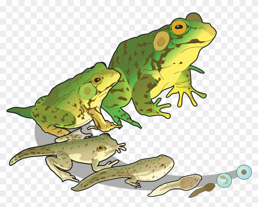 Tree Frog Svg - Growth And Development Biology #429425